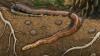 In Brazil, an 80-million-year-old fossil may reveal how snakes first traded walking for slithering