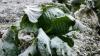 Old Farmer’s Almanac releases 2026 first frost forecast for Indiana