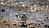 These are the Mass. beaches closed for swimming as next potential heat wave moves in