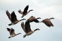 North Dakota Just Dropped Its Full 2026 Hunting Season Dates