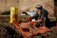 FAO seeks help to protect Afghanistan’s wheat harvest
