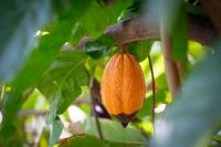 Can Ghana save its forests without abandoning cocoa farmers?