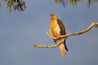 The Whistling Kite