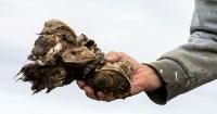 Florida wildlife officials applaud oyster restoration efforts in Apalachicola Bay
