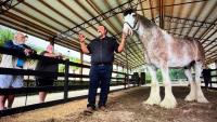 Florida Clydesdale Farm offers look at life with award-winning draft horses