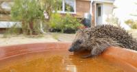 Homeowners asked to put water in gardens to help British wildlife