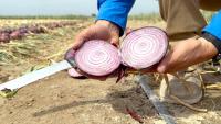 Idaho onion field day: Crookham Co. hosts onion reveal