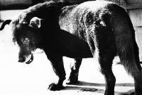 Japanese street photography master Daido Moriyama breaks all the rules of photography, but you can’t argue with these astonishing photos