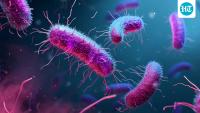 Salmonella outbreak linked to Mexican jalapenos sickens 345 people in US