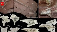 80-million-year-old snake skull discovery in Brazil proves that ancient snakes conquered the three worlds at once
