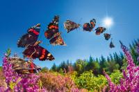 Take a closer look at nature’s tiny aviators in these incredible macro photos – you won’t believe what camera they were shot on!