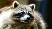 Health officials confirm rabies case in Montgomery