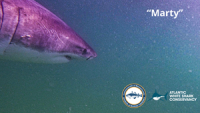 Shark Marty Found and Sticking Around: 10-Foot Great White Named for Stop & Shop’s Iconic Robot “Pings” Repeatedly in Two Weeks After Tagging