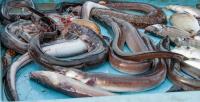 Illinois Fishermen Catch Massive Eel in the Mississippi