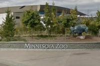 Canada Lynx Kittens Thriving After Tragic Loss At Minnesota Zoo
