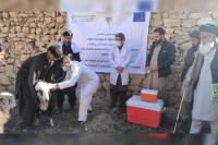 European Union Provides €11 Million to Strengthen Afghanistan’s Livestock Sector