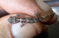 JEP JUNIOR: Tiny geckos rescued after ant attack threatens rare species