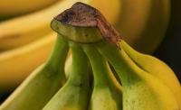 Ecuadorian banana exports score 5.5 percent uptick