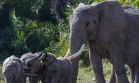 15 elephant deaths in Kenya may be due to cyanide