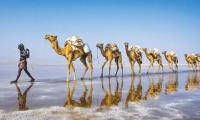 Even camels hit by rising temperatures