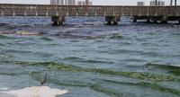 FAU Awarded U.S. EPA Grant for AI-Driven Technology to Combat Harmful Algal Blooms