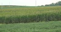 Senate farm bill could ease pressure on Iowa farmers