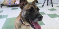 Humane Society of Southwestern Michigan hosts ‘Dog Days us Summer’ free adoption event Saturday in Buchanan