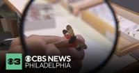 Pennsylvania senators want spotted lanternfly to be declared an invasive species