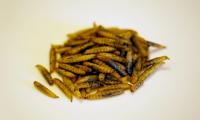 Insect-Based Pet Food Market to Reach $4B by 2036, Per Future Market Insights Report