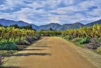 Chile’s 2026 harvest underlines regional identity