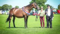 Mullingar Agricultural Show Results: Equestrian Section