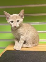 Companion of the Week: Meet Tata!