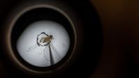 Elderly man dies from West Nile Virus as infected mosquitoes are found in central Israel