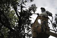 U.S. halts Mexican avocado imports after security alert