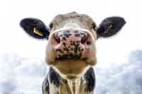 UPDATED: Montana Issues Notice of Proposed Suspension for License Of Local Dairy Plant