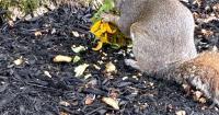 Hobby Farmers' Daughter-The Shenanigans Happening in the Yard