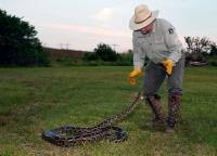 Florida Python Hunter Shatters All-Time Competition Record With 96-Snake Everglades Haul