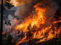 Wildfire prevention: The science behind building fire-resilient landscapes
