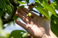 A new $10 million fund is a ‘first step’ toward recovery for Pa. farmers after a disastrous April freeze