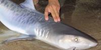 Climate change is making Cape Cod a Tiger Shark habitat