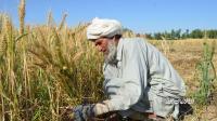 Rising Fertilizer Prices Threaten Afghanistan’s 2027 Wheat Harvest, FAO Warns