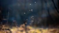 Are bluetongue-infected midges on the way from the UK?