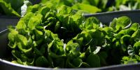 Atlanta shoppers cautious as deadly parasite outbreak expands to 15 states