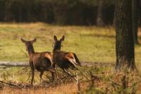 Michigan Deer Hunters Face Major Rule Changes in 2026