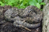 Michigan Man Bitten by State’s Only Venomous Snake While Taking Photo