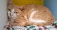 Talbot Humane waiving adoptions fees for dogs, cats as part of Maryland 3000 Challenge