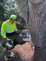 Emerald ash borer pops up in more new places, including first detections in Beaverton, Salem and Rockcreek