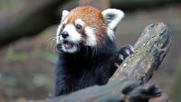 Nashville attempts to block controversial data center near zoo with eminent domain — city could force developer to sell the land for public use, rather than $700 million installation