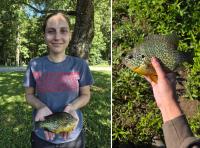 “Biggest Pumpkinseed I’d Ever Seen.” Shore Angler Catches (and Releases) Record Breaking Panfish
