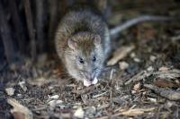 Los Angeles Isn't Just a Third World City. The Typhus Outbreak Is Positively Medieval.